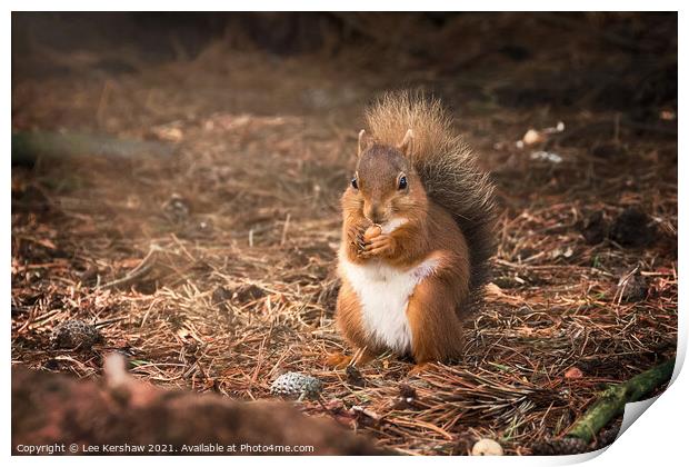 Eating Northumbrian red squirrel Print by Lee Kershaw