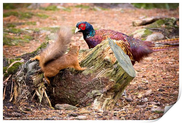 The red squirrel & the pheasant Print by Lee Kershaw