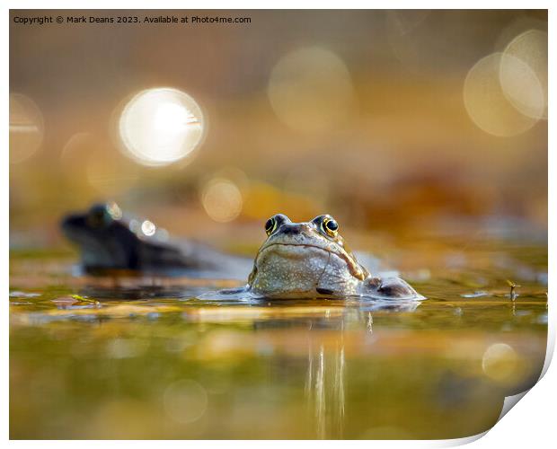 frog  Print by Mark Deans