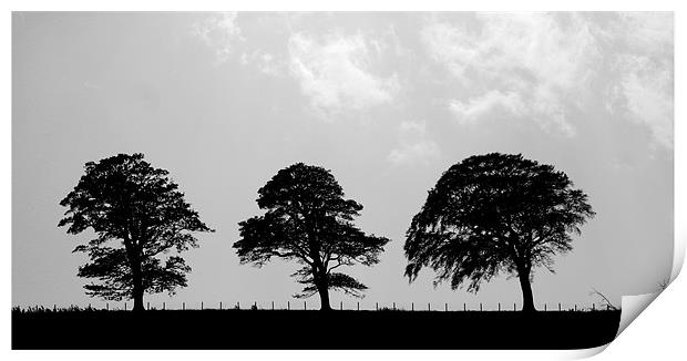 3 trees Print by john maclean