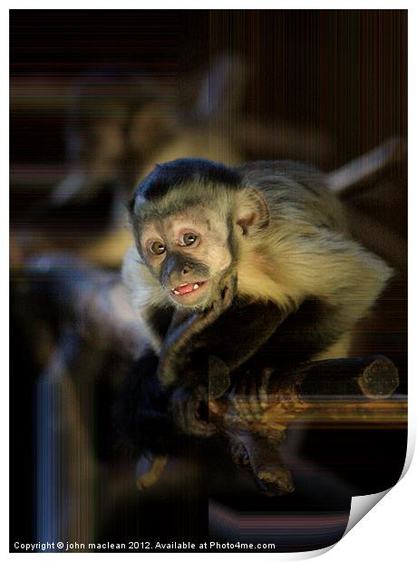 monkey Print by john maclean