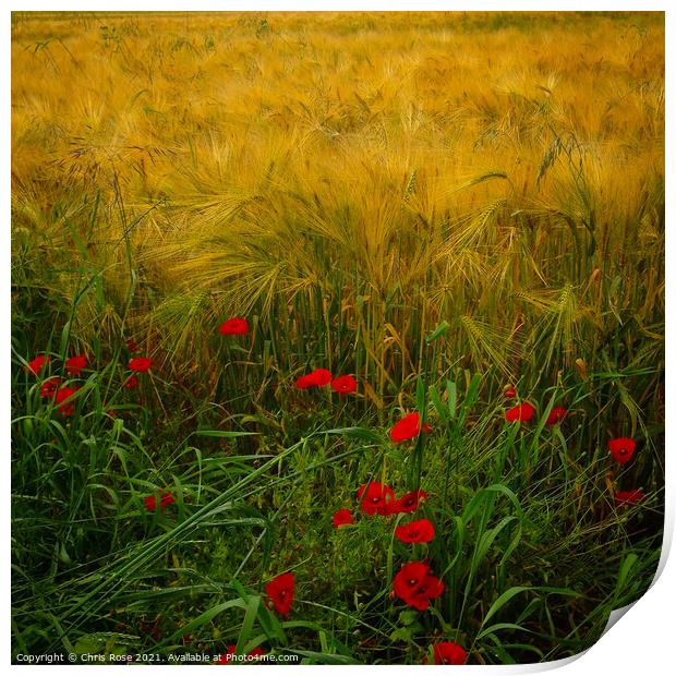 Poppies along the field edge. Print by Chris Rose