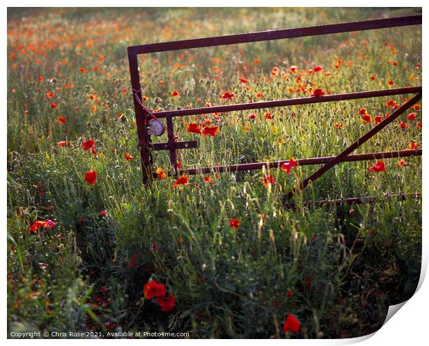 Gate in evening sun on a glowing poppy field Print by Chris Rose