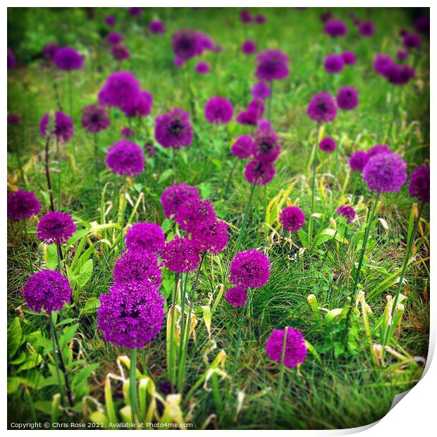 Purple allium flowers Print by Chris Rose