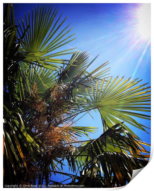 Blazing sun, blue sky, palm tree leaves Print by Chris Rose