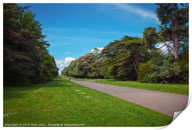 Cirencester Park,  Broad Avenue Print by Chris Rose