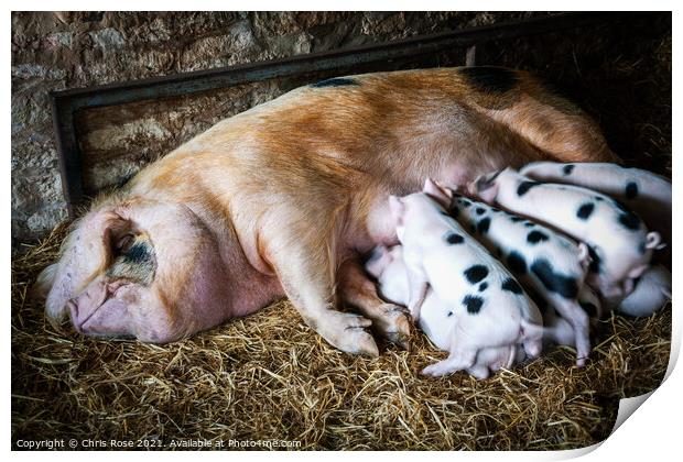 Gloucester Old Spot sow and her litter Print by Chris Rose