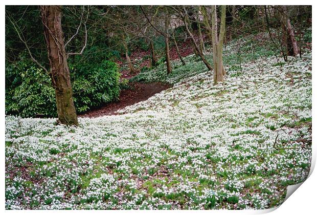 Snowdrops in woodland Print by Chris Rose