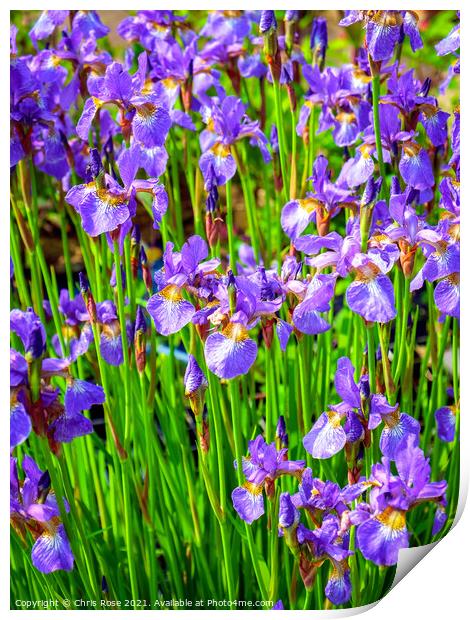 Mauve iris flowers Print by Chris Rose