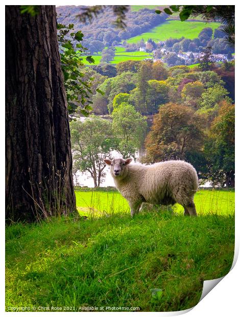 Lake District sheep Print by Chris Rose