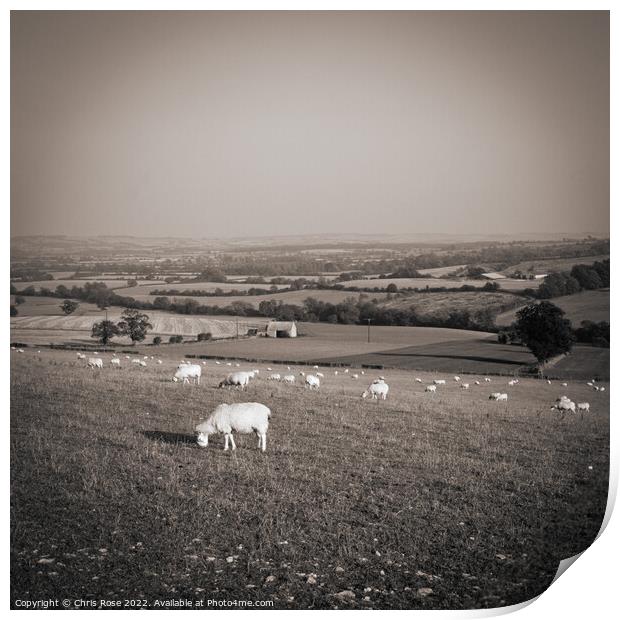 Sheep in the Cotswold landscape Print by Chris Rose