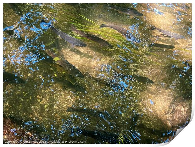 River Test near Mottisfont Print by Chris Rose