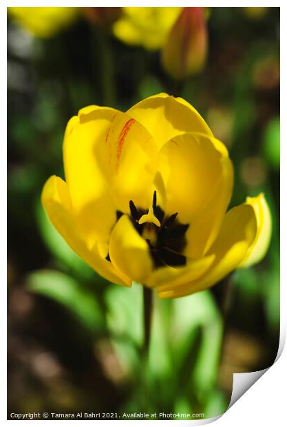 Yellow Tulip Flower Print by Tamara Al Bahri