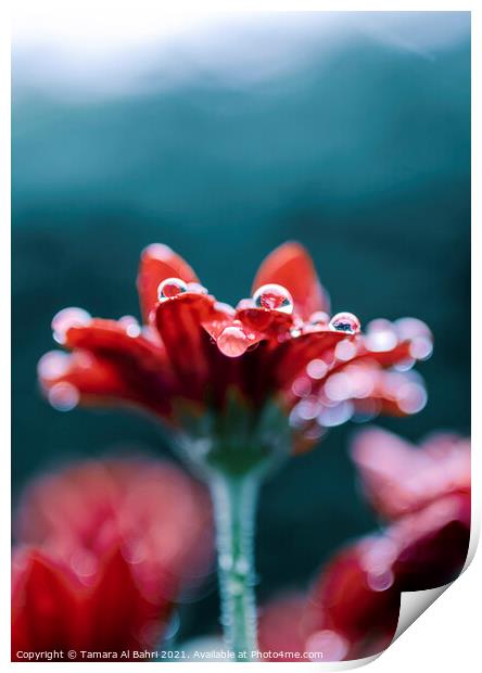 Raindrops on Red Flower Print by Tamara Al Bahri