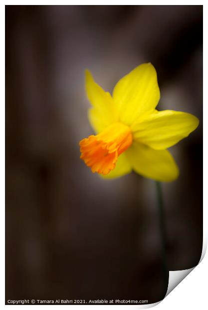 Yellow Daffodil Flower Print by Tamara Al Bahri