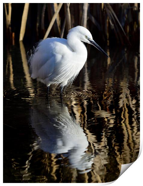 Little Egret Print by Phil Robinson