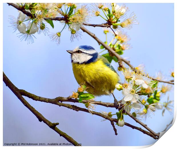 Blue Tit in Spring Print by Phil Robinson