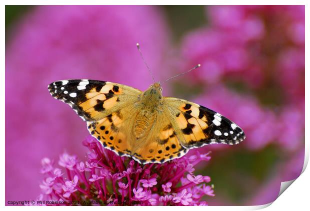 Painted Lady Butterfly Print by Phil Robinson