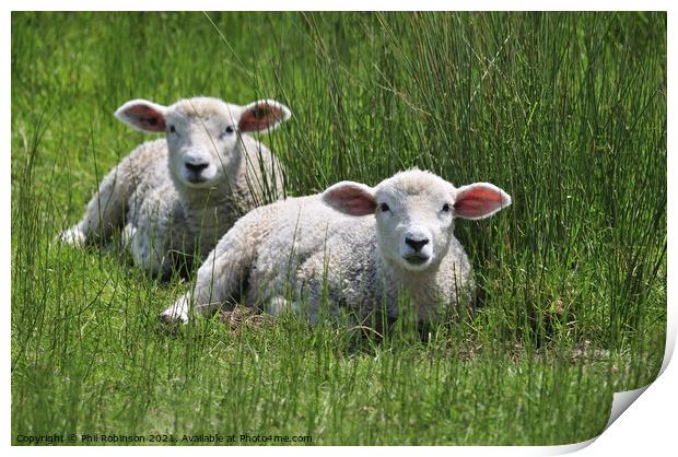 Lambs Print by Phil Robinson