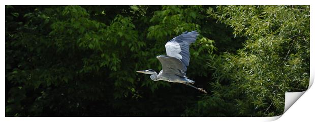 Grey Heron flying Print by Phil Robinson