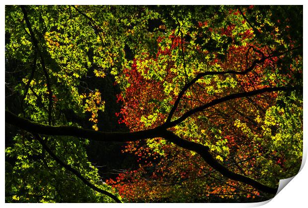 Backlit Autumn Tree Canopy of Red and Green Print by Mark Rosher