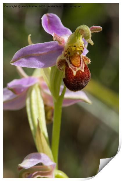 Bee Orchid Print by Mark Rosher