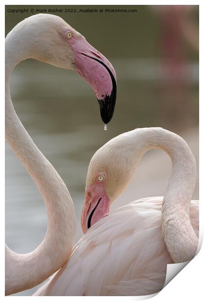 A Drop of Flamingo Print by Mark Rosher
