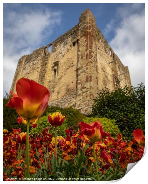 Tulip season at Guildford Castle Print by Stephen Coughlan
