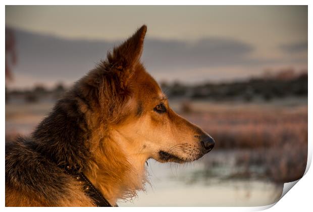 A close up of a dog and sunrise Print by Elzbieta Sosnowski