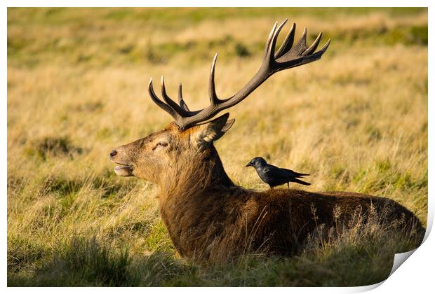 The deer and the crow Print by Elzbieta Sosnowski