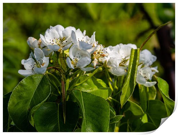Pear Blossom Print by Gerry Walden LRPS