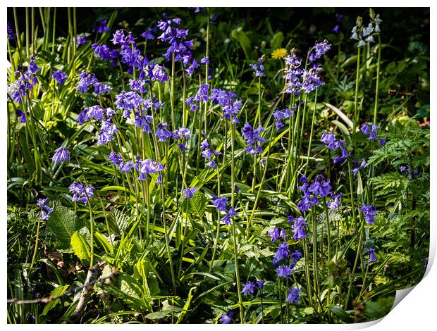 It is bluebell time! Print by Gerry Walden LRPS