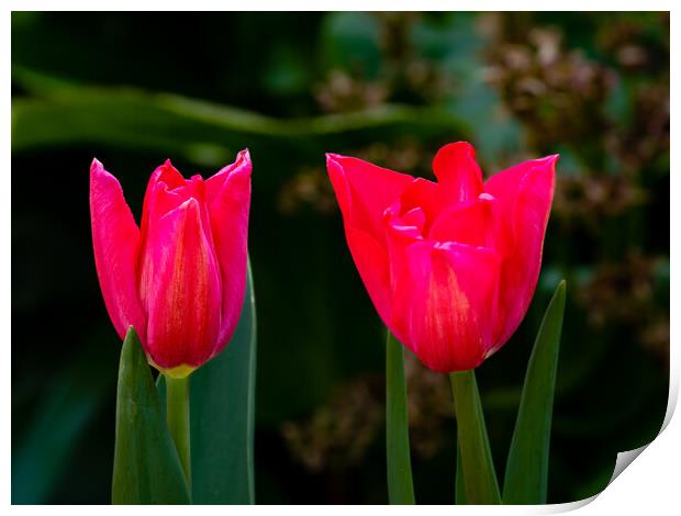 Tulip Time Print by Gerry Walden LRPS