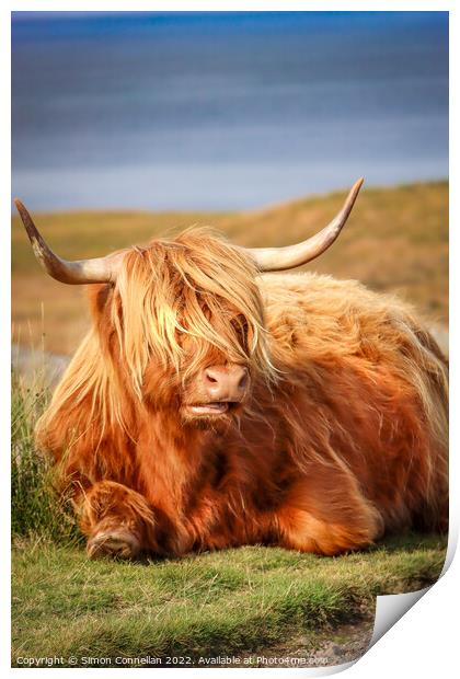 Highland Cattle, Skye Print by Simon Connellan