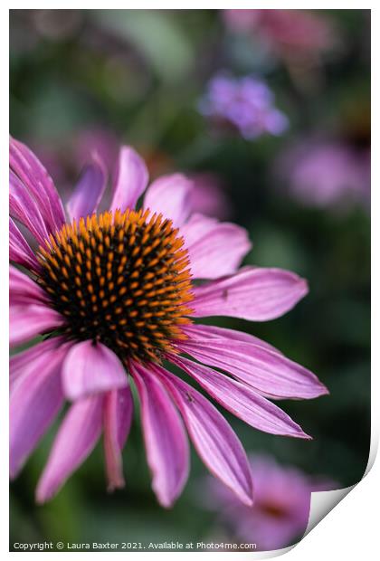 Summer Cone Flowers Print by Laura Baxter
