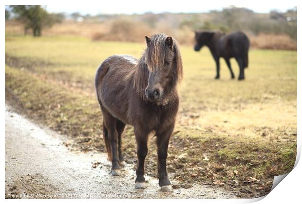 Dartmoor pony Print by Allan Jones