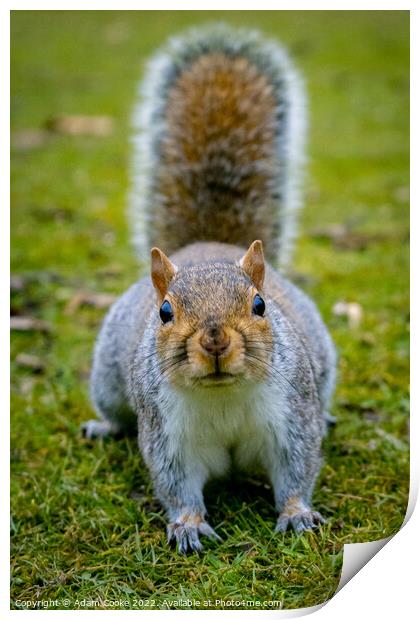 Grey Squirrel | Kelsey Park | Beckenham Print by Adam Cooke