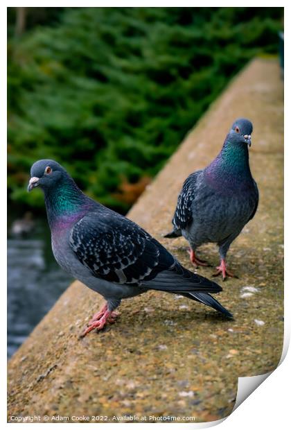 Two Pigeons | Kelsey Park | Beckenham Print by Adam Cooke