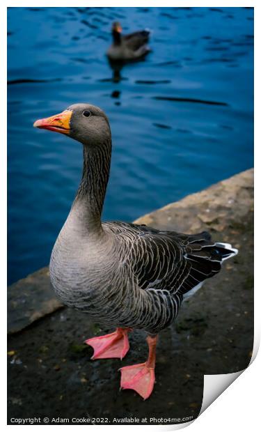 Greylag Goose | Kelsey Park | Beckenham Print by Adam Cooke