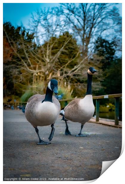 Two Canada Geese Taking a Stroll | Kelsey Park | B Print by Adam Cooke