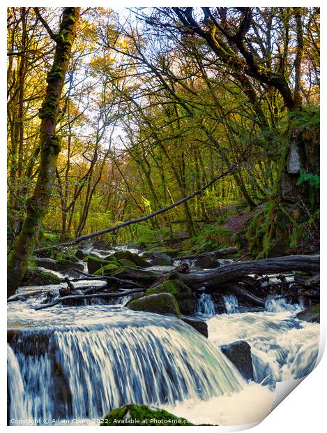 Portrait View of Golitha Falls | Bodmin Moor | Cornwall Print by Adam Cooke