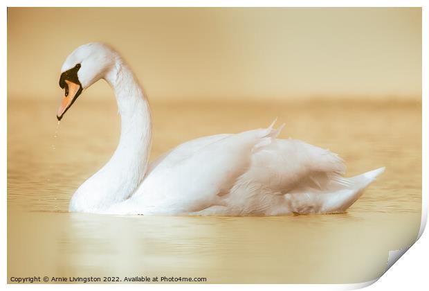 Majestic Swan Gliding on Water Print by Arnie Livingston