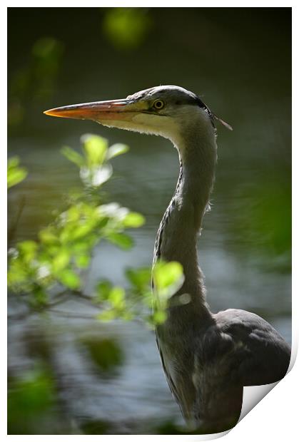 Majestic Heron Stands Guard Print by Arnie Livingston