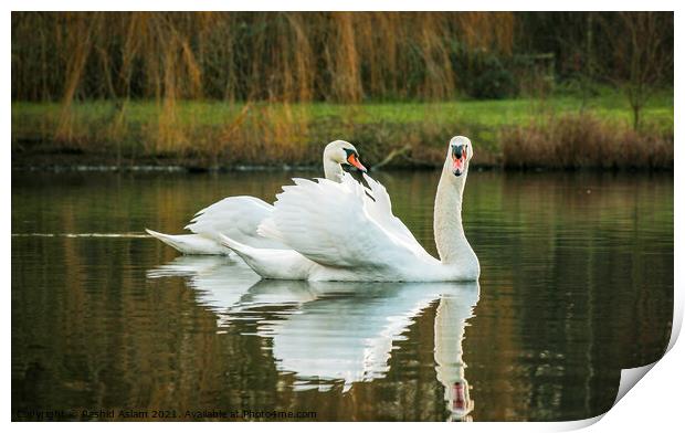 SWAN,S SHADOW Print by Rashid Aslam