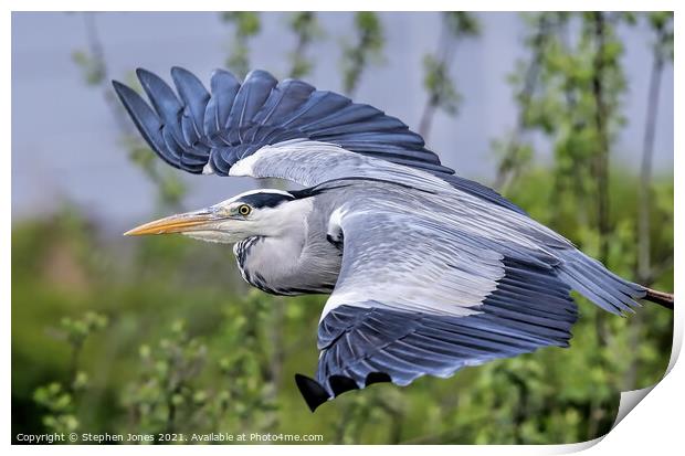A majestic Grey Heron silently gliding over a lake Print by Ste Jones