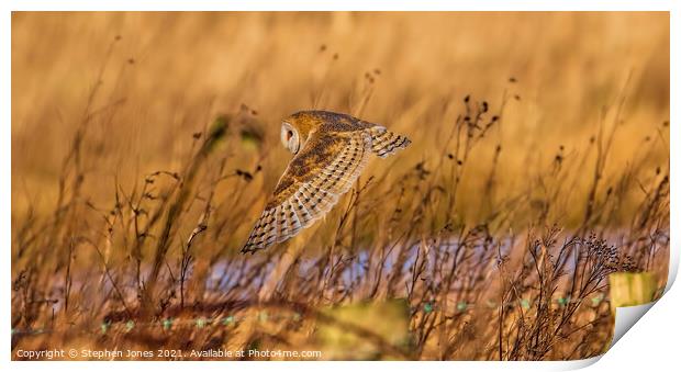 Barn Owl down low on a summers day in Lancashire. Print by Ste Jones