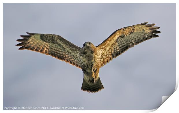 Common European Buzzard In Flight Print by Ste Jones