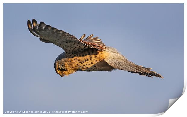 Kestrel Hunting In The Hover Print by Ste Jones