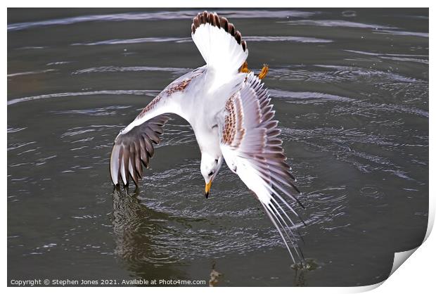 Wingstand Print by Ste Jones