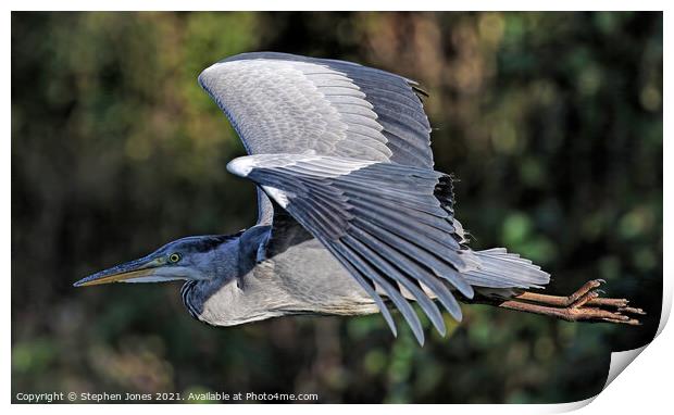 Grey Heron In Flight Print by Ste Jones